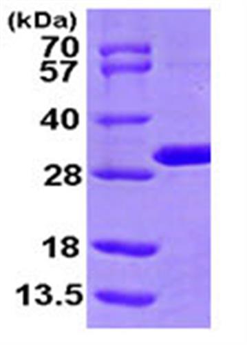 ab104635-100ug | Recombinant Human MTHFS protein 