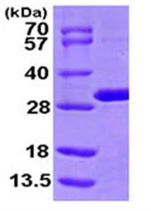 ab104635-100ug | Recombinant Human MTHFS protein 