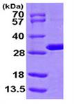 ab104635-100ug | Recombinant Human MTHFS protein 