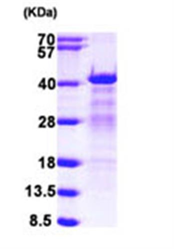 ab104668-10ug | Recombinant Human hnRNP C1/C2 protein