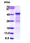 ab104668-10ug | Recombinant Human hnRNP C1/C2 protein