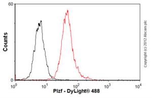 ab104854-100uL | Anti-Plzf antibody [5B3]