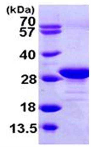 ab104894-10ug | Recombinant Human eEF1B2 protein 