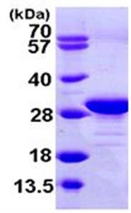 ab104894-10ug | Recombinant Human eEF1B2 protein 