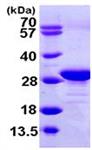 ab104894-10ug | Recombinant Human eEF1B2 protein 