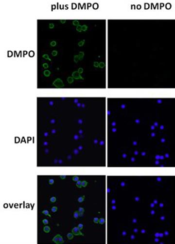 ab104902-100ug | Anti-DMPO Nitrone Adduct antibody