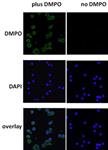 ab104902-100ug | Anti-DMPO Nitrone Adduct antibody
