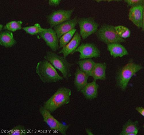 ab104910-50ug | Anti-CLEC9A antibody [8F9]