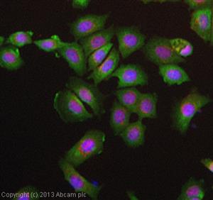 ab104910-50ug | Anti-CLEC9A antibody [8F9]