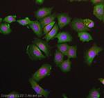ab104910-50ug | Anti-CLEC9A antibody [8F9]