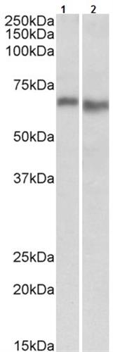 ab105028-200uL | Anti-AMPK alpha 2 antibody