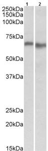 ab105028-200uL | Anti-AMPK alpha 2 antibody