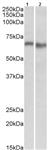 ab105028-200uL | Anti-AMPK alpha 2 antibody