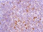 ab105227-1mL | Anti-ICOS antibody [SP98]