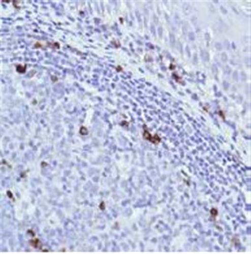 ab105229-1mL | Anti-IGJ antibody [SP105]
