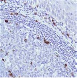 ab105229-500uL | Anti-IGJ antibody [SP105]