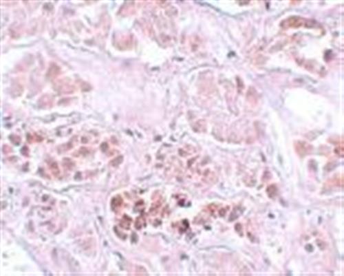 ab105355-100ug | Anti-SCRN1 antibody