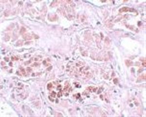 ab105355-100ug | Anti-SCRN1 antibody