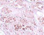 ab105355-100ug | Anti-SCRN1 antibody