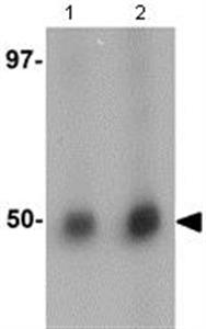 ab105362-100ug | Anti-RNF8 antibody