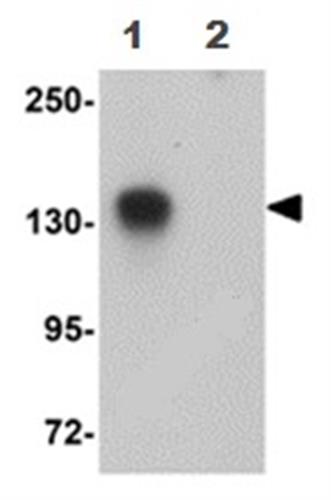 ab105377-100ug | Anti-ATP11B antibody