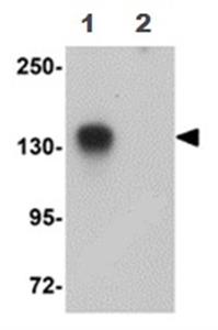 ab105377-100ug | Anti-ATP11B antibody