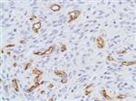 ab105389-1mL | Anti-Nestin antibody [SP103] - Neural