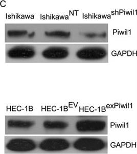 ab105393-100ug | Anti-PIWIL1 antibody