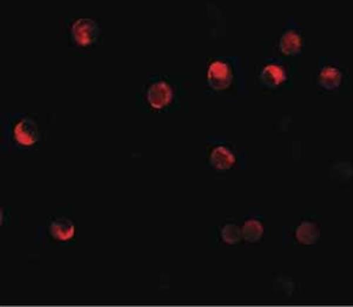 ab105408-100ug | Anti-NLRP11 antibody
