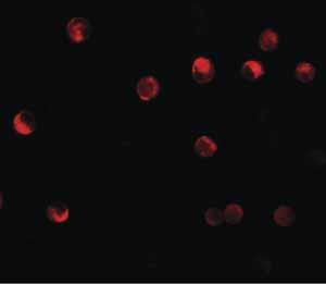 ab105408-100ug | Anti-NLRP11 antibody