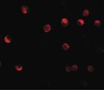 ab105408-100ug | Anti-NLRP11 antibody