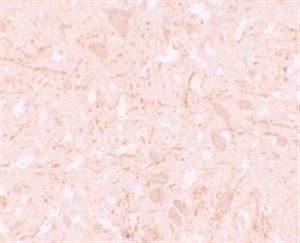 ab105409-100ug | Anti-NALP12/NLRP12 antibody