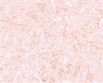 ab105409-100ug | Anti-NALP12/NLRP12 antibody