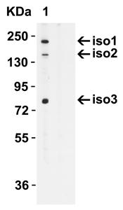ab105411-100ug | Anti-NLRC5 antibody