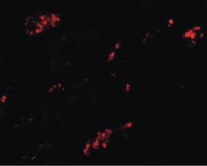 ab105417-100ug | Anti-TMEM59 antibody