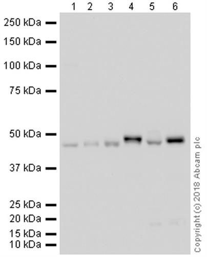 ab105459-20ug | Anti-WIPI2 antibody [2A2]