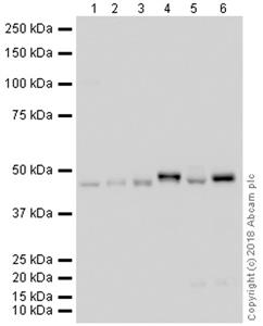 ab105459-20ug | Anti-WIPI2 antibody [2A2]