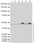 ab105459-20ug | Anti-WIPI2 antibody [2A2]