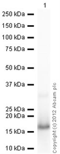 ab105577-100ug | Recombinant Human Psoriasin protein