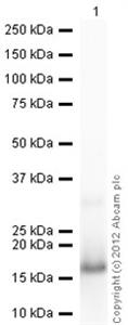 ab105577-100ug | Recombinant Human Psoriasin protein