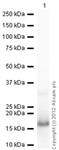 ab105577-100ug | Recombinant Human Psoriasin protein