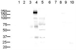 ab10559-100ug | Anti-CD45 antibody - Hematopoietic Stem