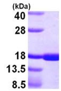 ab105610-500ug | Recombinant Human TRAP/CD40L protein