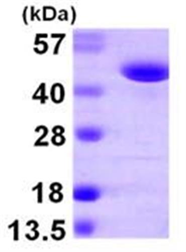 ab105613-50ug | Recombinant Human FARS2 protein 