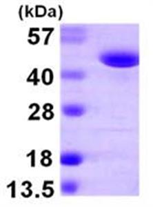 ab105613-50ug | Recombinant Human FARS2 protein 