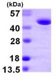 ab105613-50ug | Recombinant Human FARS2 protein 