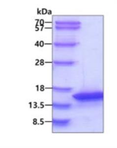 ab105619-100ug | Recombinant Human PKIB protein  