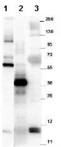 ab105738-100ug | Anti-GDF15 antibody Target GDF15