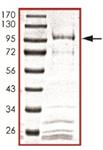 ab105906-10ug | Recombinant human Cdc25B protein Target