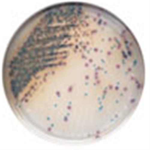 215085 | Plate Chromagar Listeria 100Mm 20 Ea